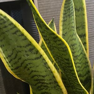 Meet your Posher, Rizani